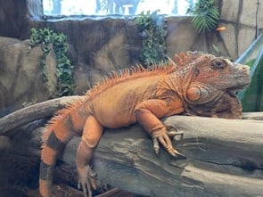 A green iguana who is a red colouration. He is laying on a log up off the ground. His scales are a vibrant orange colour with the odd grey/lighter orange parts around his face. His claws are long holding onto the log and his tail has black and orange thick stripes hanging off the log. Down his back he has small orange spines.