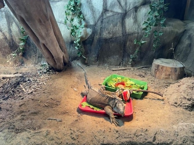 A green iguana collapsed in his food tray. His belly is fully on the red tray with leaf greens underneath him. His front legs and claws are just off the tray.