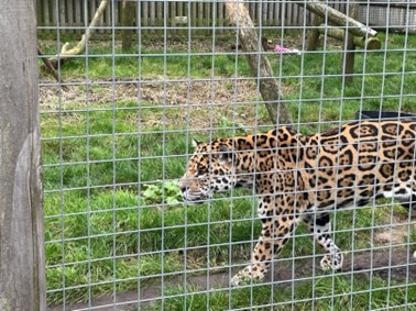 A photo through the fence of a jaguar. The beige fur is contrasted with the black spots (rosettes) all along his body. He is walking along the fence.