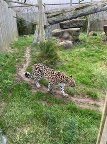A photo of an amur leopard. She is a light beige colour with black spots covering her body except the front parts of her lower legs which white. Her tail is curved behind her and has a black tip. She is walking in her enclosure on a dirt track surrounded by green grass.