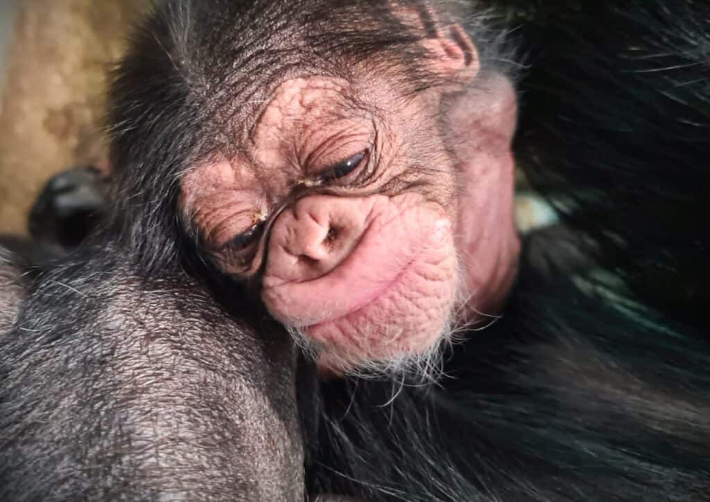 Close up of a baby western chimpanzee's face. She has pale pink wrinkled skin with a pronounced muzzle. Her lips are pursed shut and she has white hairs growing on her chin. Her black hair is growing on her head and her ear is partially visible but it is mainly covered by the hair and cut out of frame.