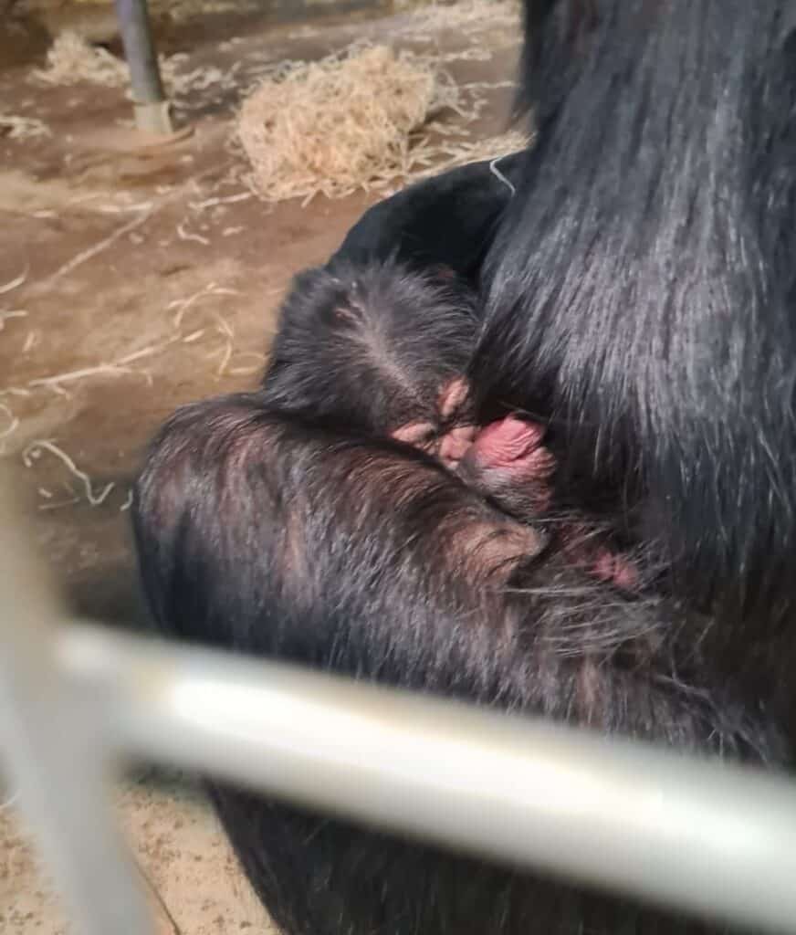 Western chimpanzee holding her new baby. The baby's black hair bends into the mother's chest and arm hair. A small amount of the baby's face is visible; the tops of the eyebrows and part of the nose can be seen. The baby's hand is clutching part of the mother's hair to hang on.
