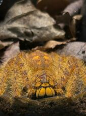 a close-up of a David Bowie huntsman spider. The exoskeleton is a golden brown colour and several eyes can be seen on its head.