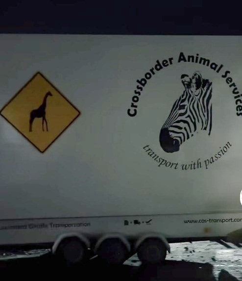 A side view of the white lorry with a yellow warning diamond logo with a drawing silhouette of a giraffe. There is an image of the black and white striped zebra with text above it saying Crossborder Animal Services.