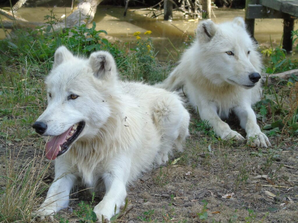 Two Arctic wolves laying on the grass. The both have their paws out in front of them with one laying slightly behind the one in front. The one behind (on the right) is looking to the right with their mouth closed. The one of the left is facing the left and their mouth is open with it's pink tongue visible. It's white teeth can also be seen on the lower jaw.