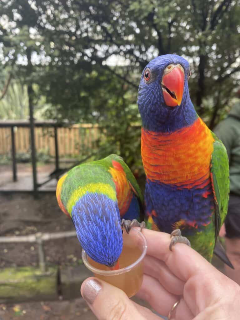 A hand is holding a clear pot with a pale orange nectar substance. Two rainbow lorikeets are perched on the fingers. One lorikeet has it's head in the pot and the other is stood upright looking into the camera. The lorikeets have bright green wings and tail feathers, a dark blue abdomen and head with a vibrant orange chest and orange beak.