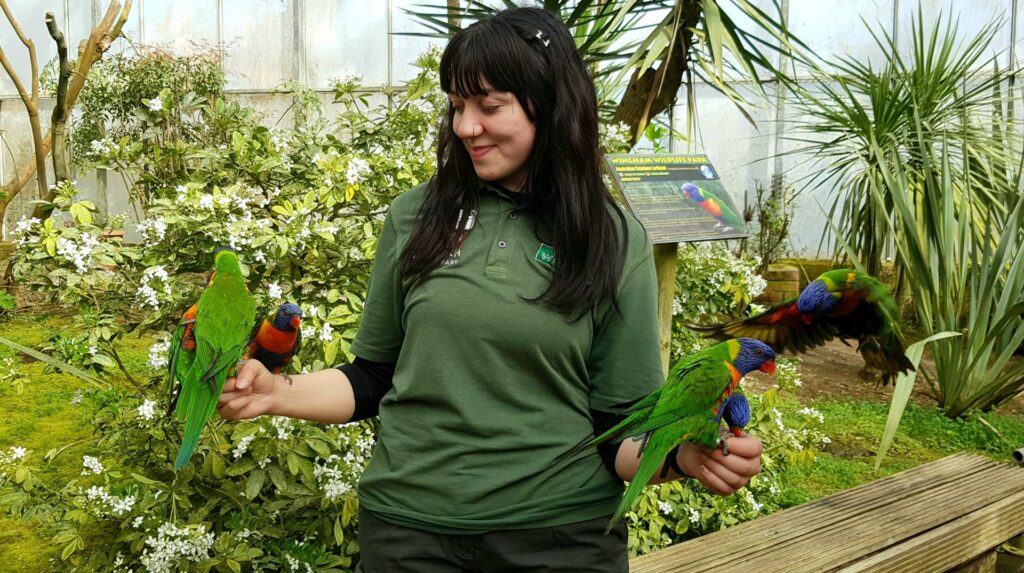 A female keeper is fedeing lorikeets from nectar pots in both of her hands. She is looking at the lorikeet perched on her wrist and hand on the left side of the image whilst a lorikeet goes to land on her other hand currently with 2 birds on.