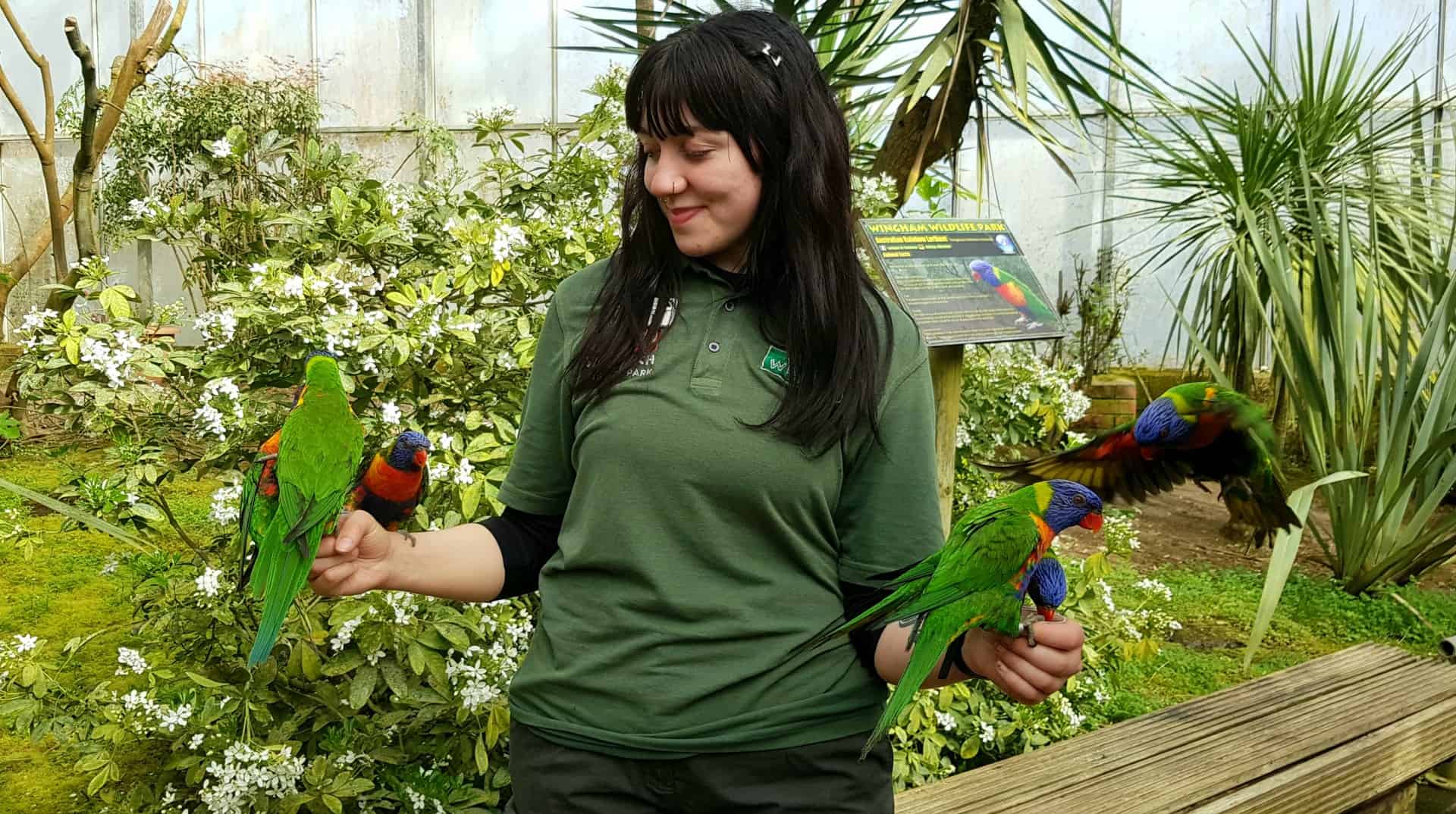 Felicity Kent Have you fed our Rainbow Lorikeets yet? - Animal Experiences At Wingham ...