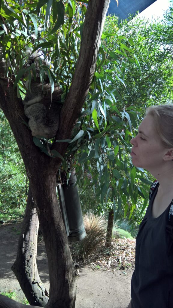 A female looking at a koala perched in a tree with many green leaves surrounding the koala.