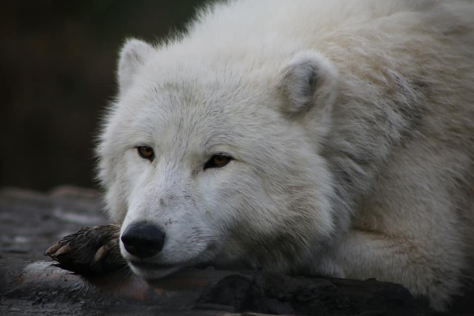 An arctic wolf laying on a wooden and slightly muddy platform. The wolf has muddy front paws which his head is resting on. His orange eyes and his black nose points to the left side of the camera. He has white fur.