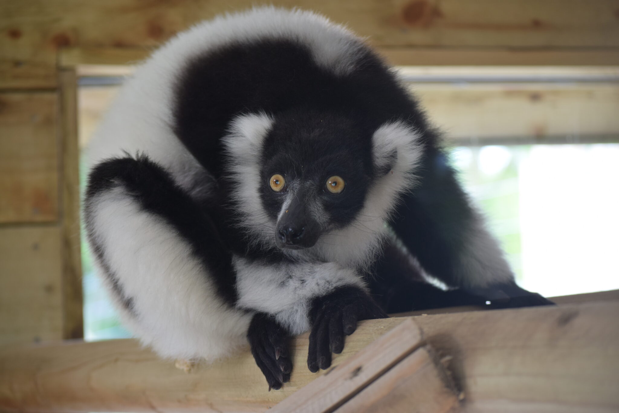 Wingham Wildlife Park, from Wingham Wildlife Park