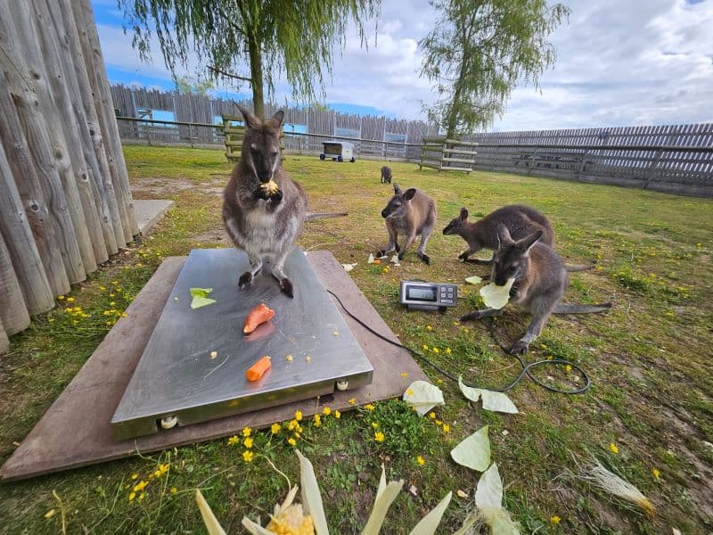 Bennett's Wallaby Training at Wingham Wildlife Park