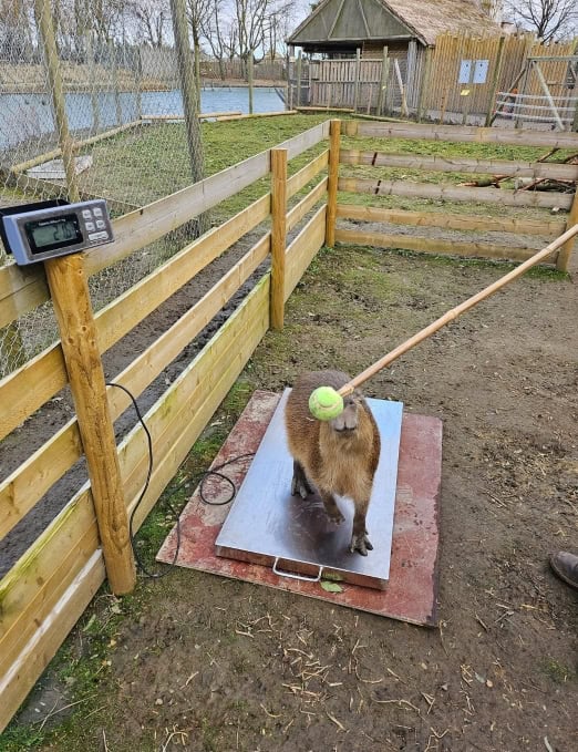 Capybara Training at Wingham Wildlife Park