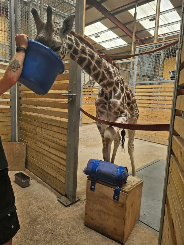 Giraffe Training at Wingham Wildlife Park