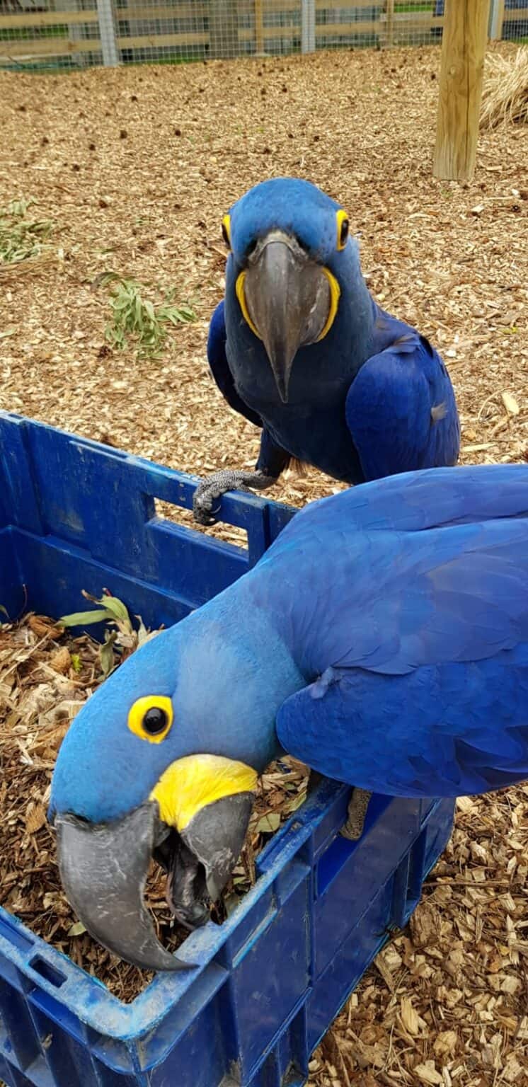 Parrot Care and Enrichment - Animal Experiences At Wingham Wildlife ... - Macaw Environmental Enrichment Ideas