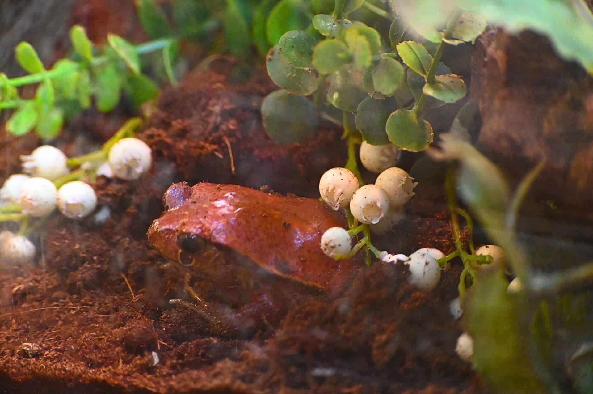 False Tomato Frog - Animal Experiences At Wingham Wildlife Park In Kent