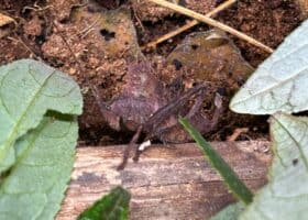 new bugs at Wingham Wildlife Park