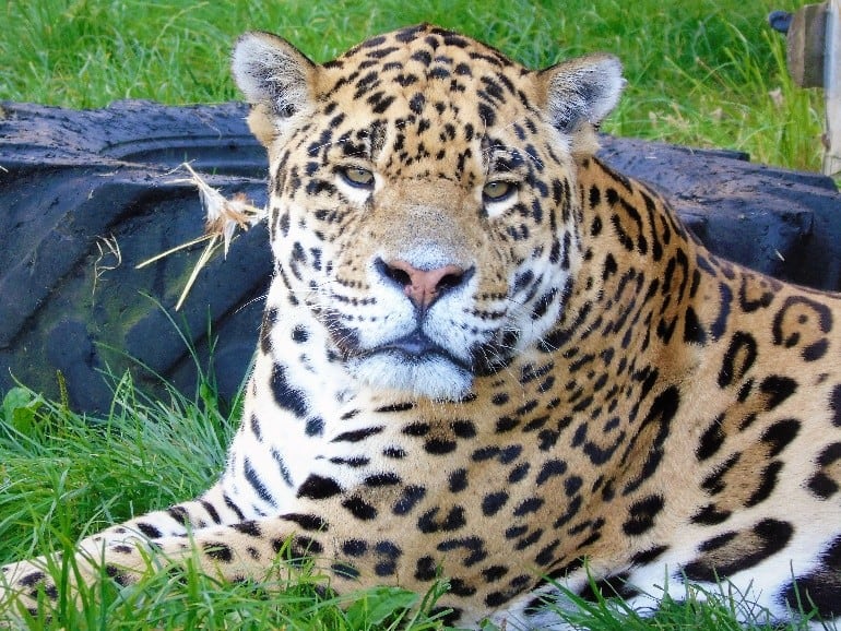 This image has an empty alt attribute; its file name is Loki-the-Jaguar-at-Wingham-Wildlife-Park.jpg