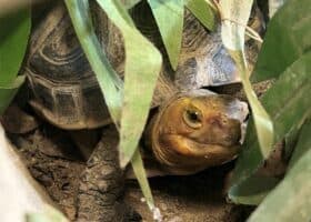 Yellow-margined Box Turtle