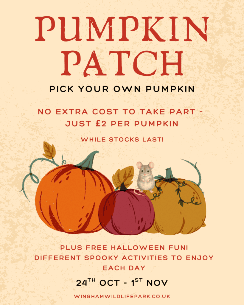 Poster advertising Wingham Wildlife Park's Pumpkin Patch 